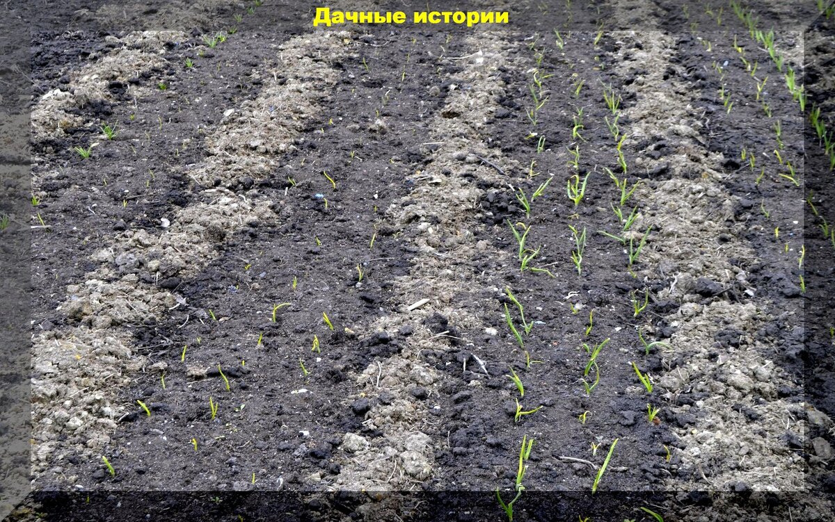 Озимый чеснок. Посадка озимого чеснока осенью: сроки, схемы, советы,секреты