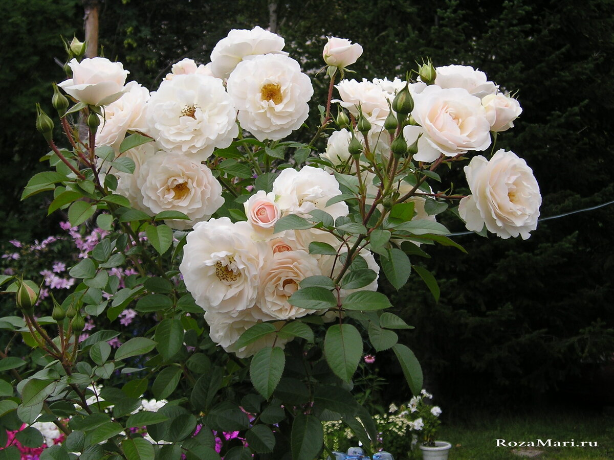 Роза Таймлесс: особенности сорта, правила посадки и ухода, отзывы | Садоводство