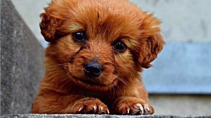 Источник Яндекс. Картинки