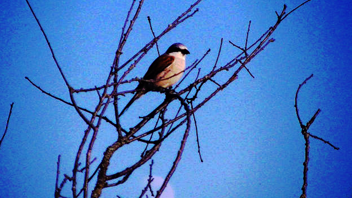 Как будто, воробей...
