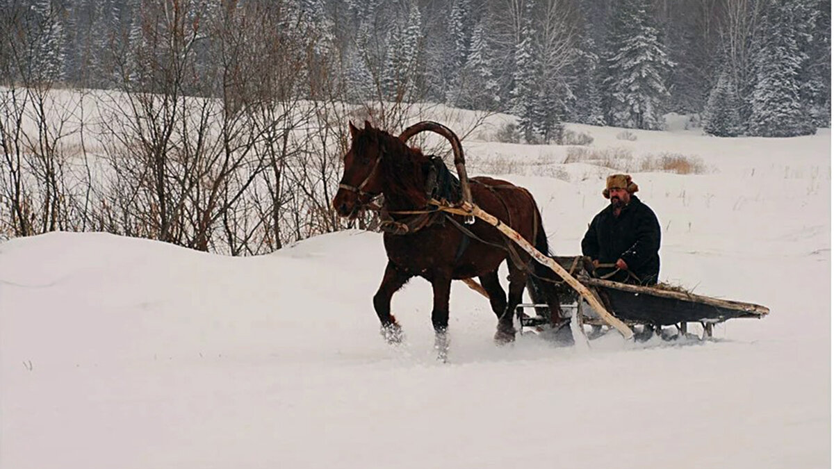 Прорва | Animals | Дзен