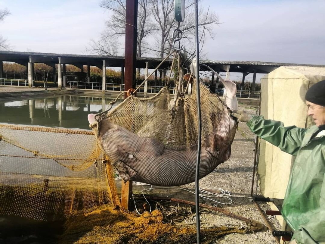 Фото: instagram.com/azcherrybvod/