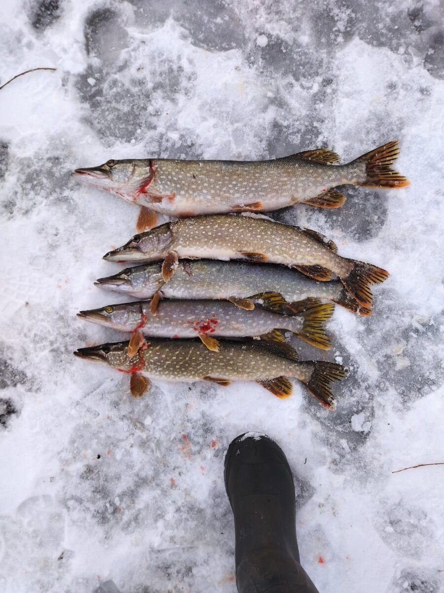 фотоматериал из личного архива (улов на жерлицы)