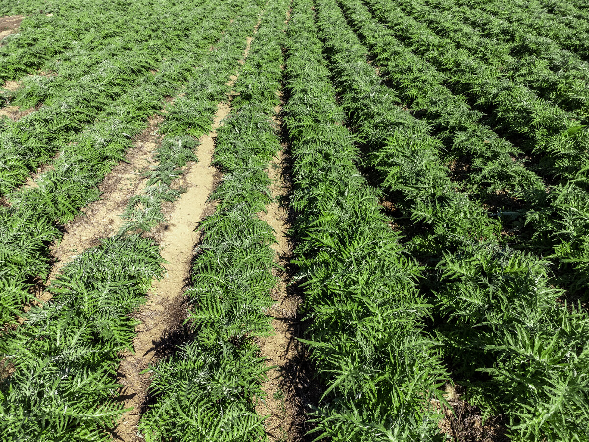 Поле артишоков.