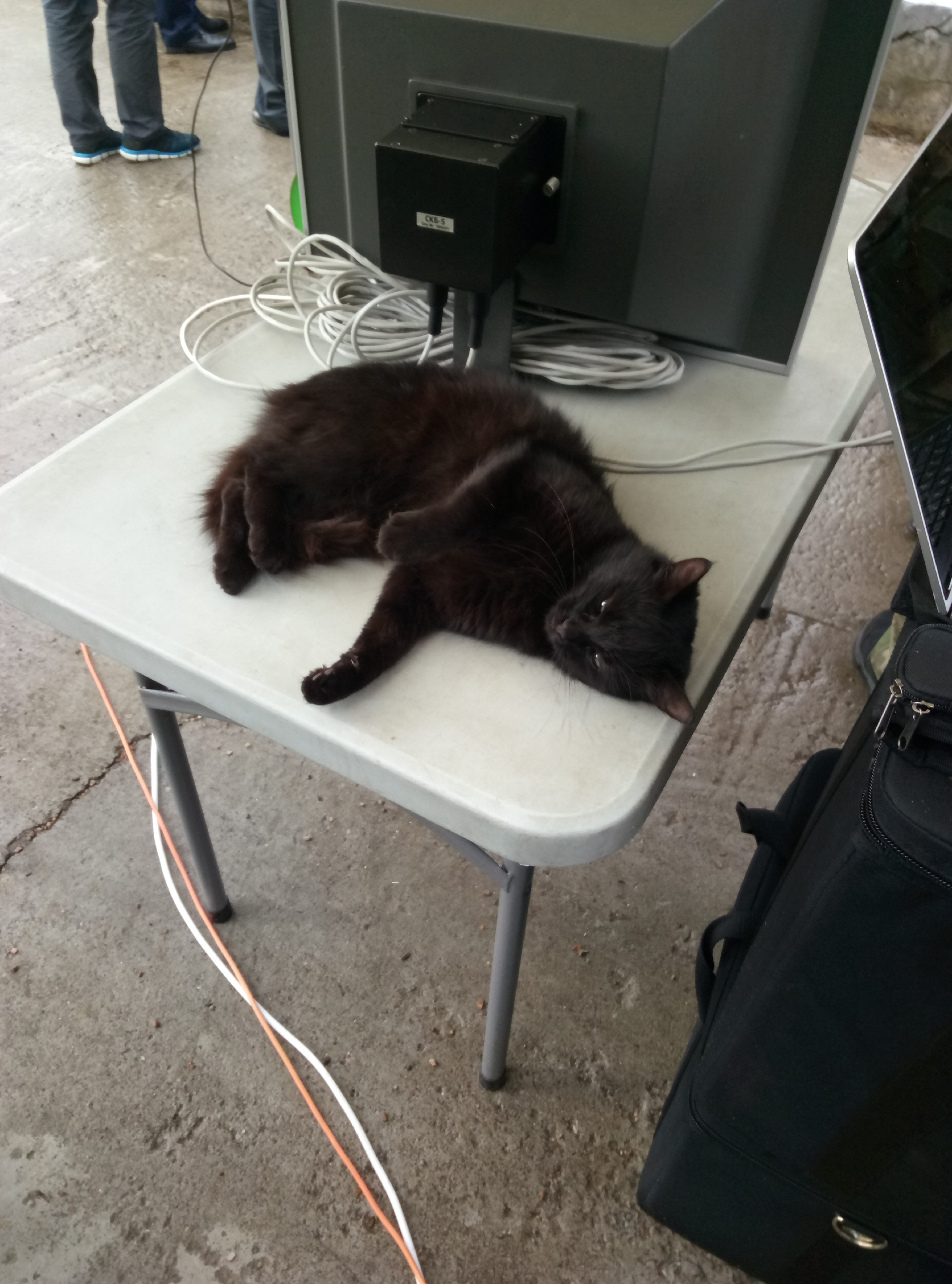 Котики России.))4
