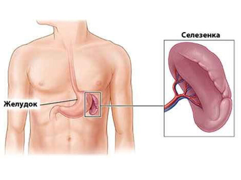 Селезенка и 5 причин для ее увеличения | Медицинский центр «Медлайн»