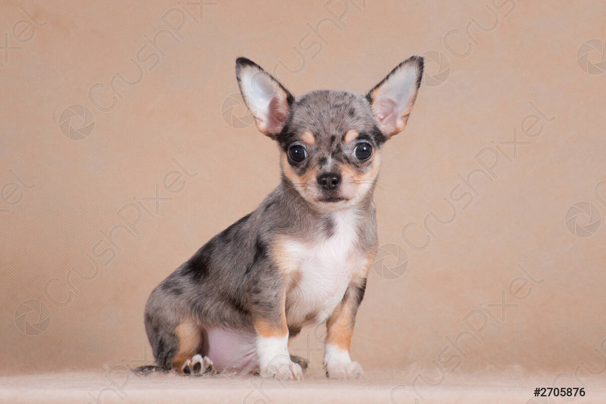 Мраморный окрас (мерле).