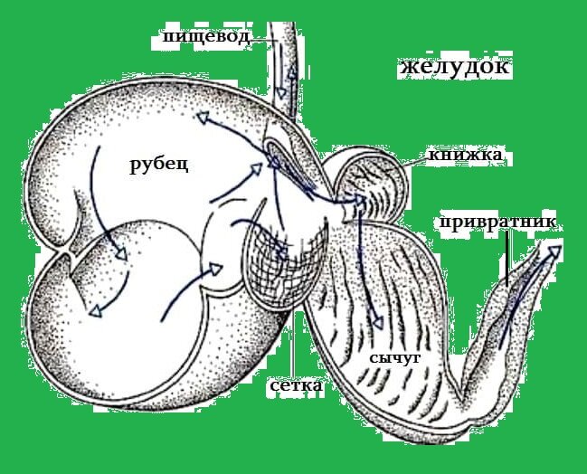 Желудок коровы. Рубец сетка сычуг. Отделы желудка коровы. Желудок КРС. Рубец сетка книжка сычуг.