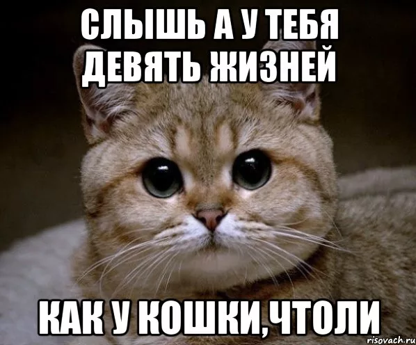 Слышь молодая. Девять жизней кошки. Слышь ты Мем. У кошки 9 жизней пословица