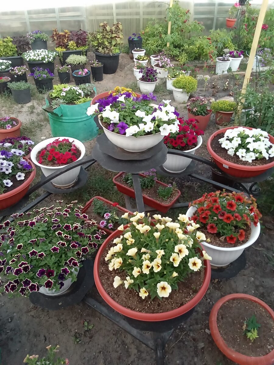 Это ещё не пик цветения, это только разрастание (фото автора)