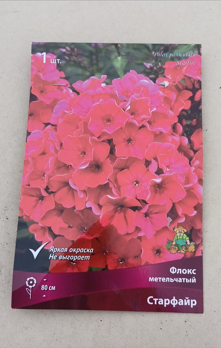 Яркий флокс