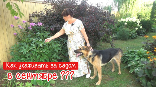 Уход за садом в СЕНТЯБРЕ. Что можно сажать? Что обрезать? Как поливать?