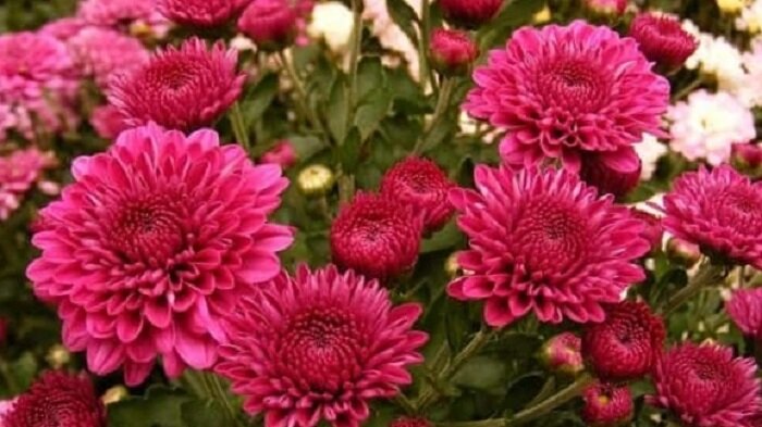 Шикарная хризантема