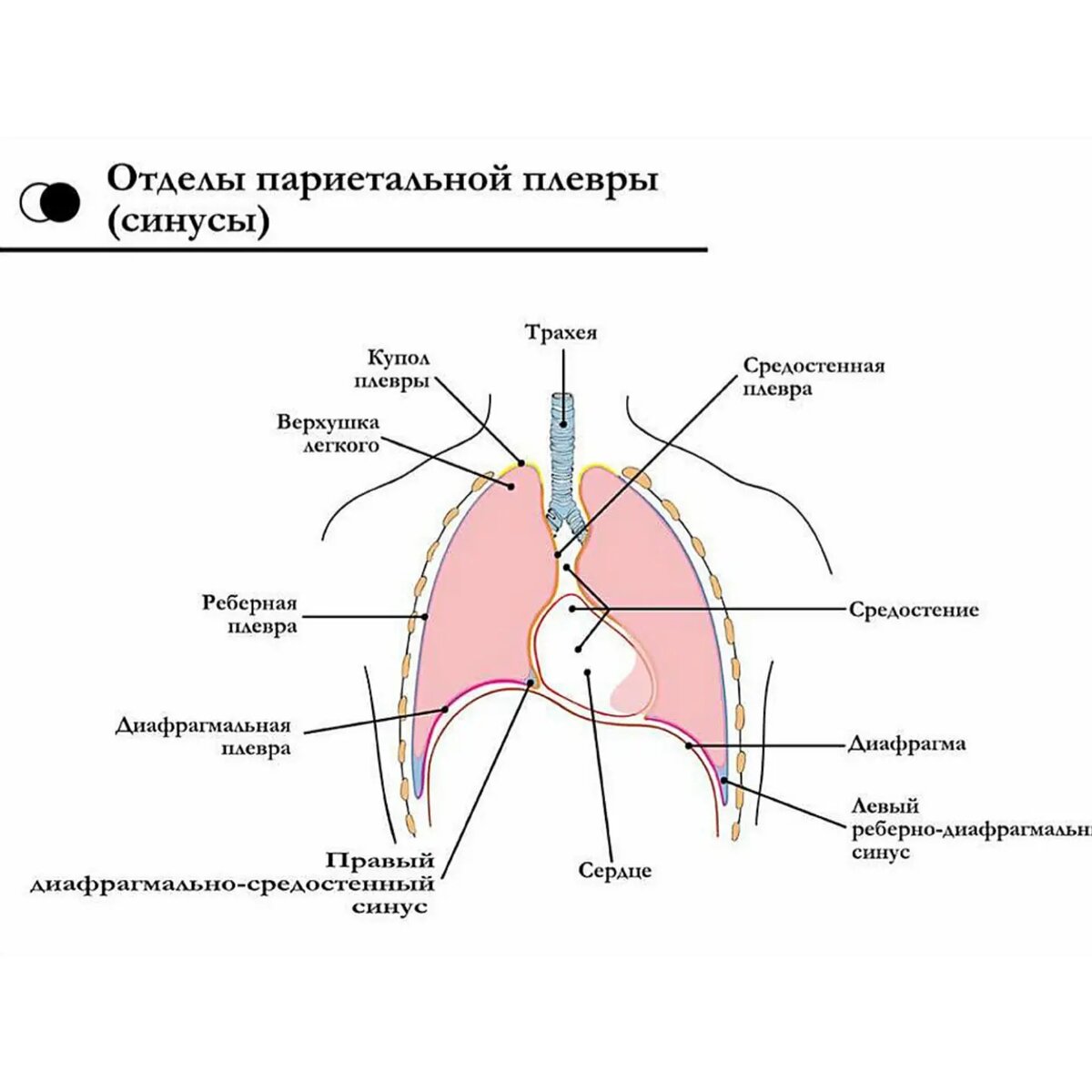 Плевральная полость картинки