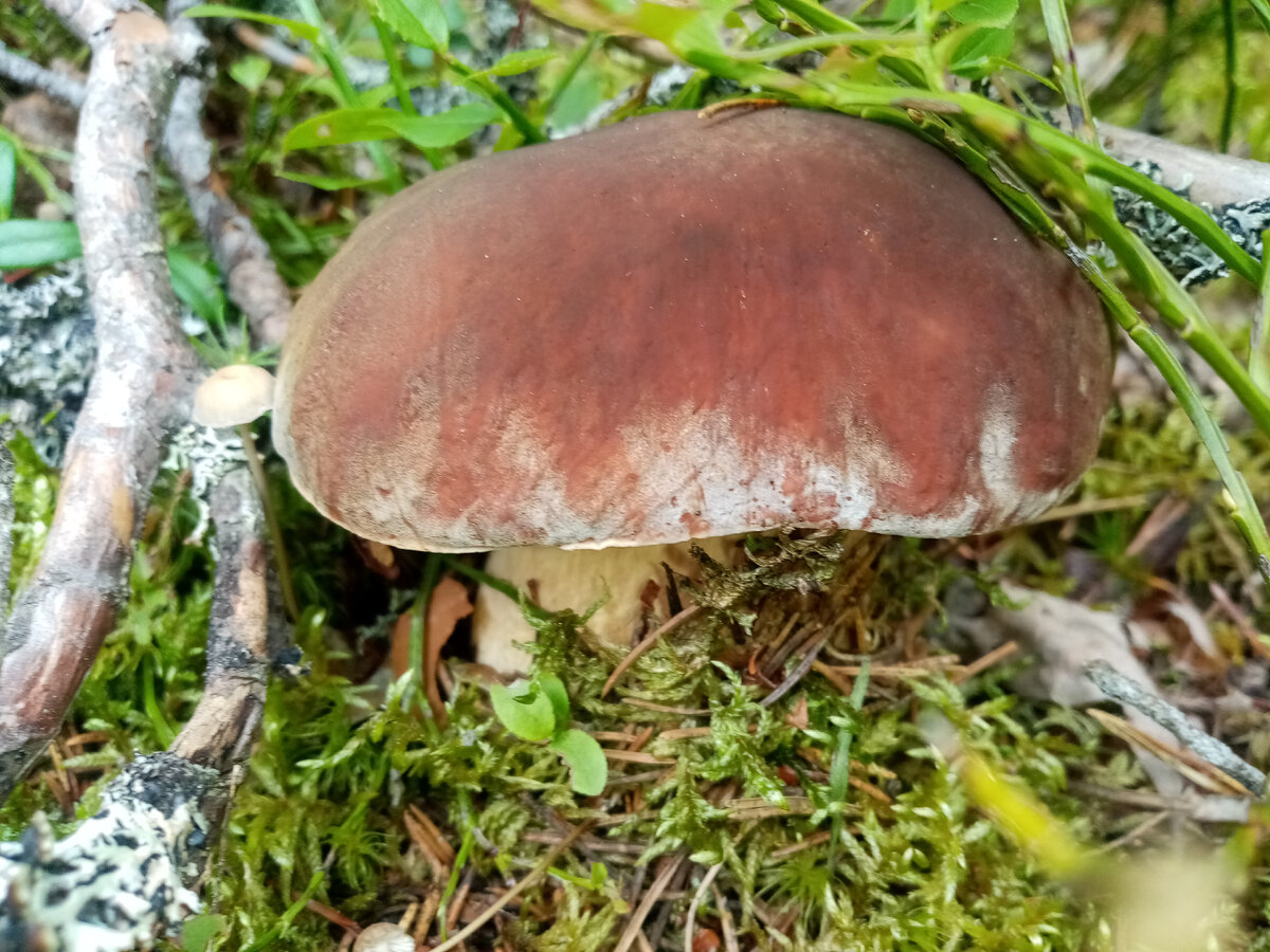 Белый гриб, фото автора