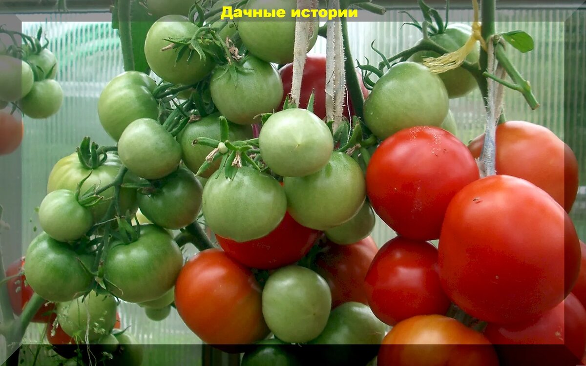 Томат снегирь сорт