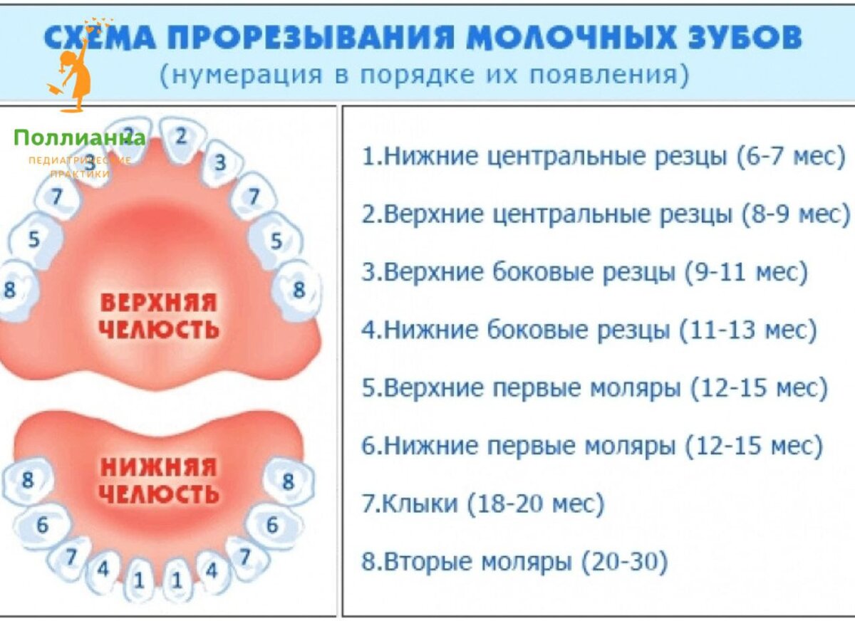 Зубы молочные схема прорезывания по возрасту таблица