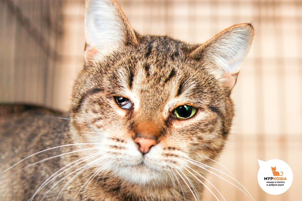 Леонна приехала в Adoption центр «Муркоша» с передержки.