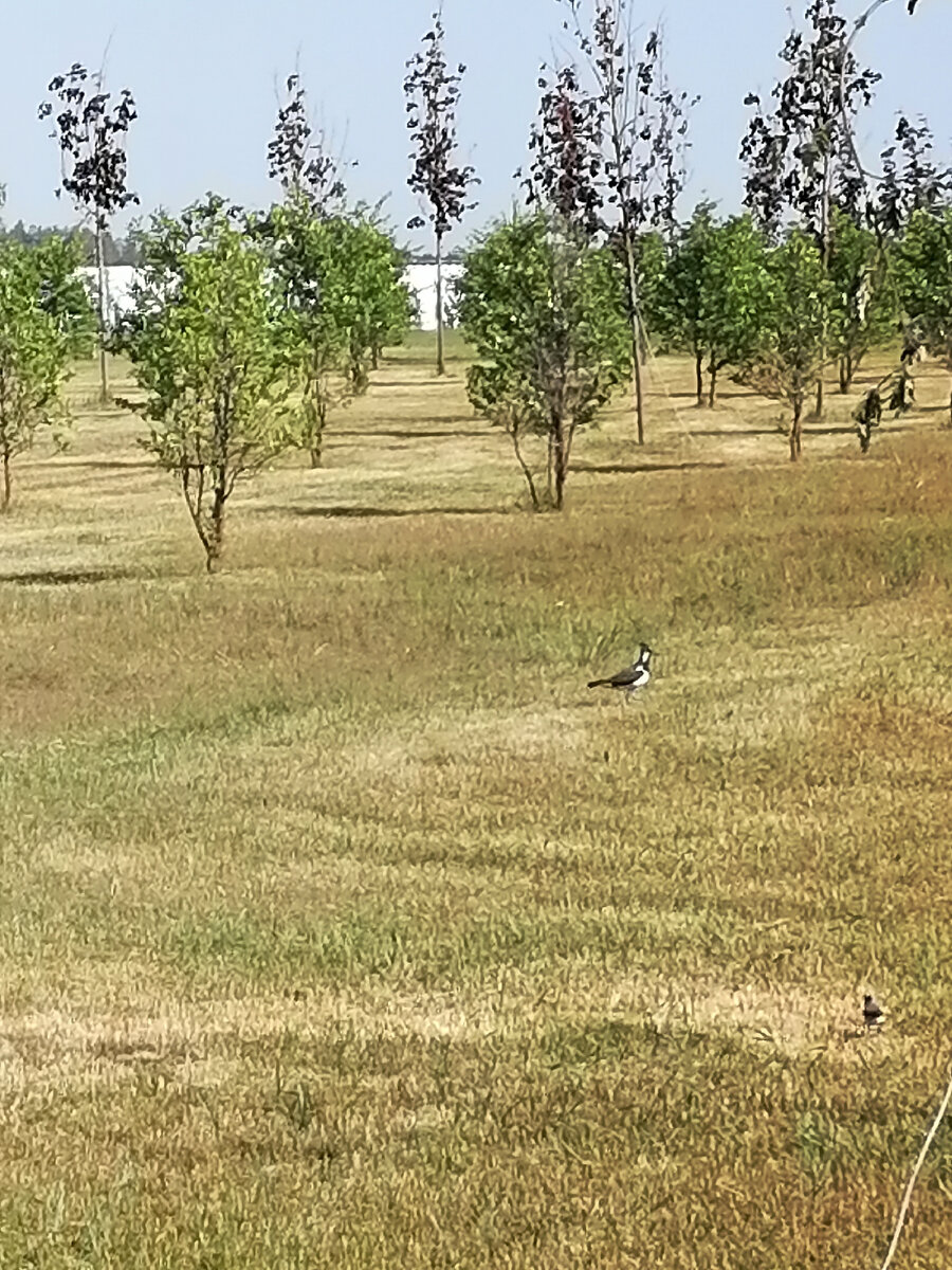Чибисы на поле около Мемориала