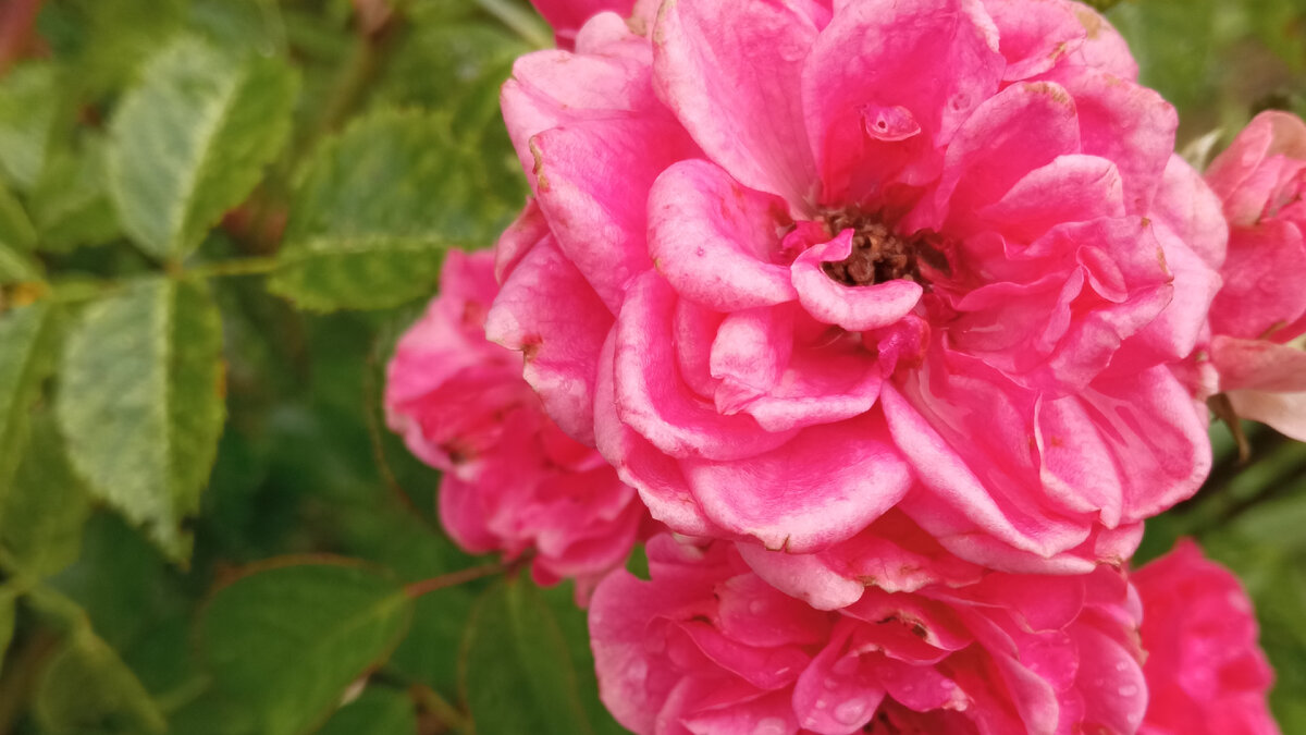 Роза в саду после дождя