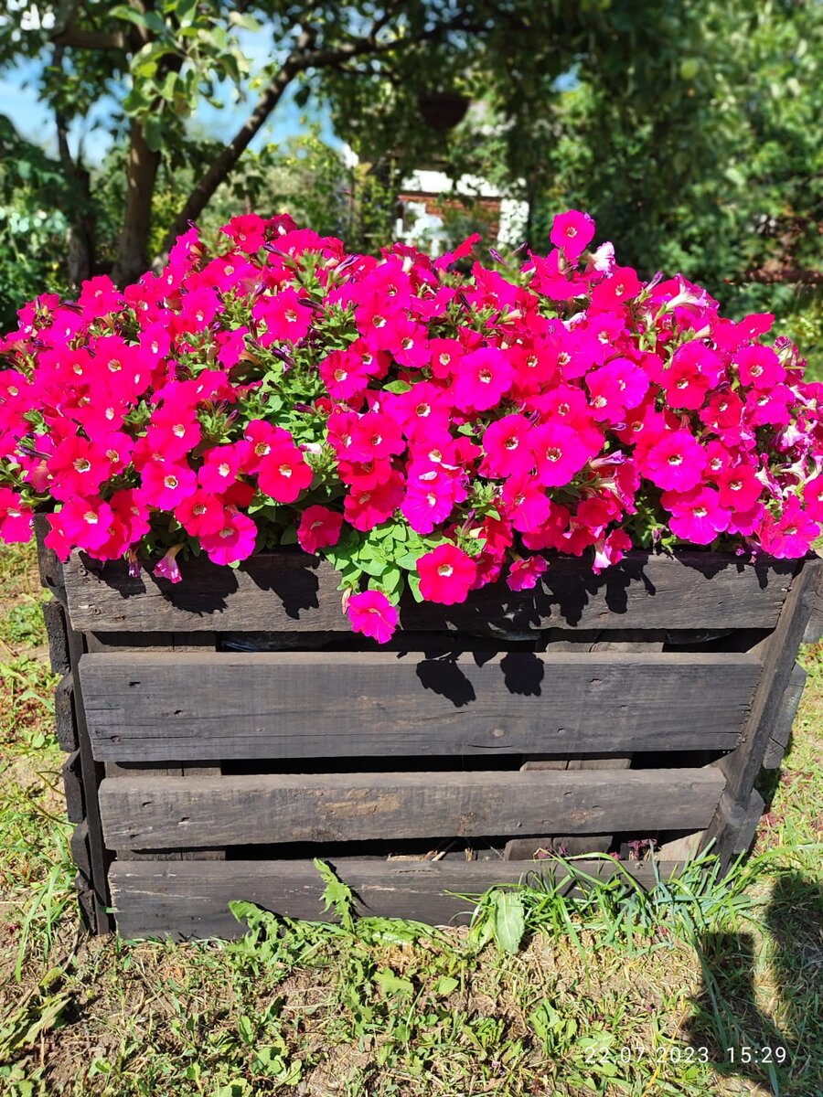 Петуния водопадия розовая. 