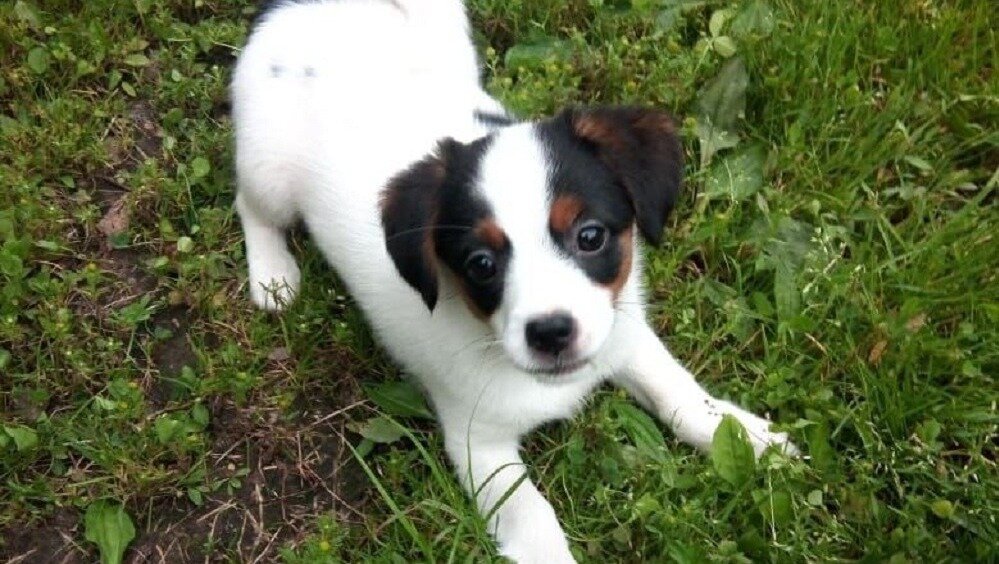     Жительница Приморья «вывела свою собаку из зоны комфорта». Возможно, хозяйка хотела показать животному мир за окном, но что-то пошло не так.