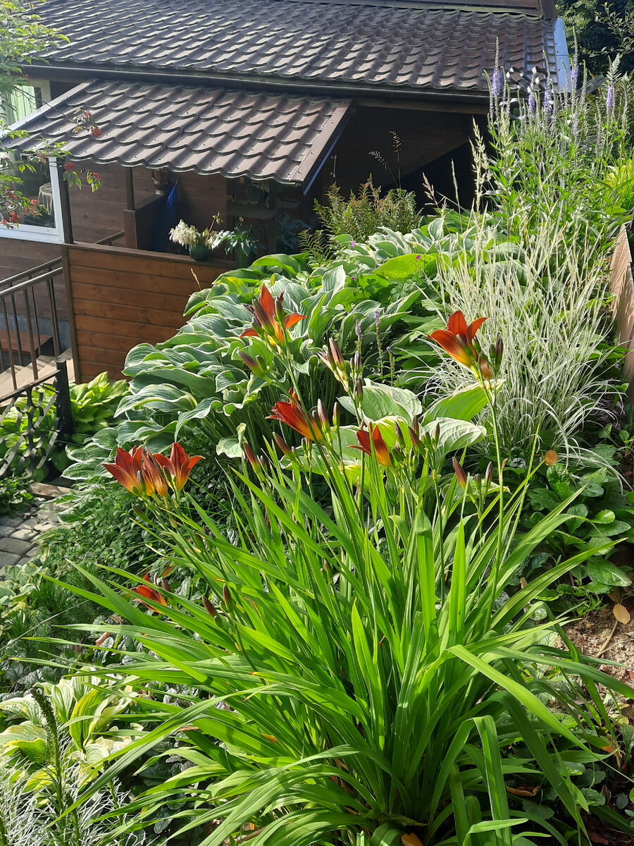 Стиль вашего сада ,,небрежный шик,,... | Дачная авантюристка | Дзен