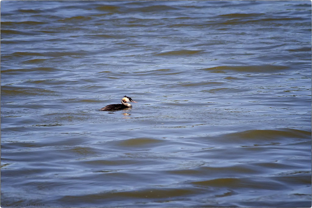 2. Чомга © NickFW.ru - 11.08.2018г.