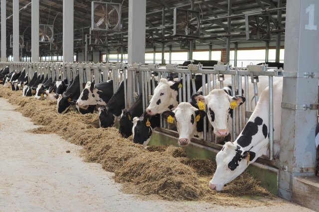 Около двух с половиной тысяч коров высокопродуктивной голштинской породы уже адаптировались в Ульяновском районе. / Сергей Лялякин / АиФ-Калуга