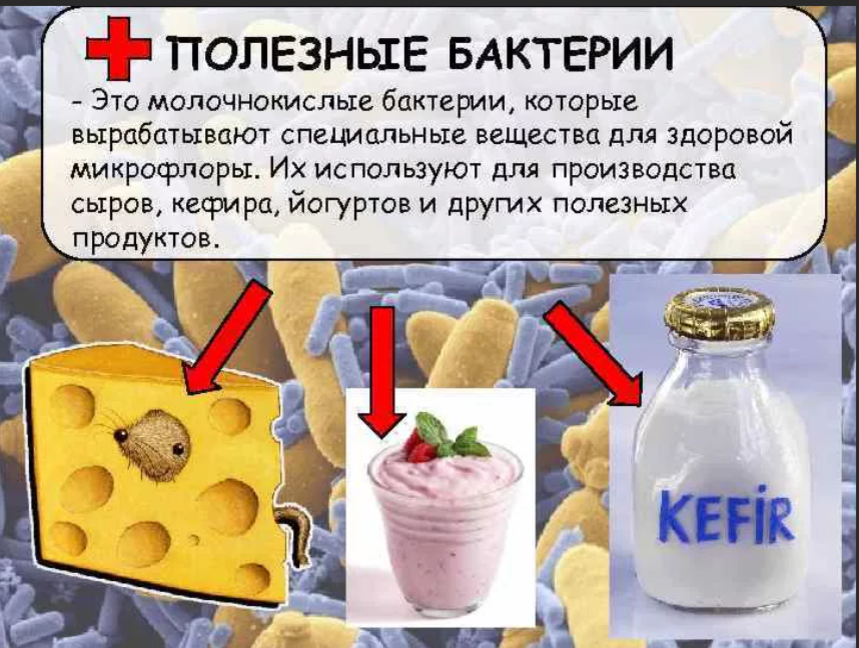 Полезные бактерии продукты