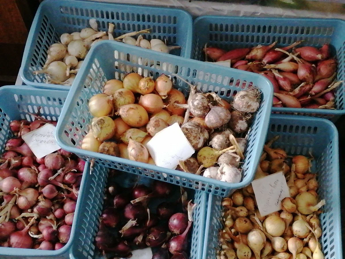 Мой севок в прошлом году, фото автора