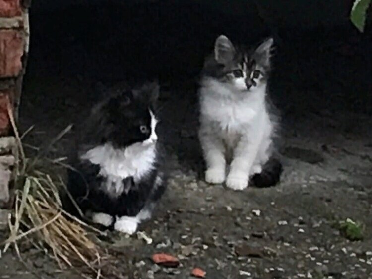 Котята из теплотрассы вышли к людям