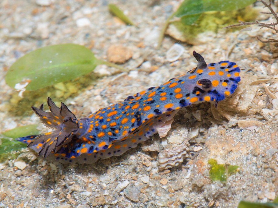 Hypselodoris Kanga. Фото с сайта https://www.flickr.com/