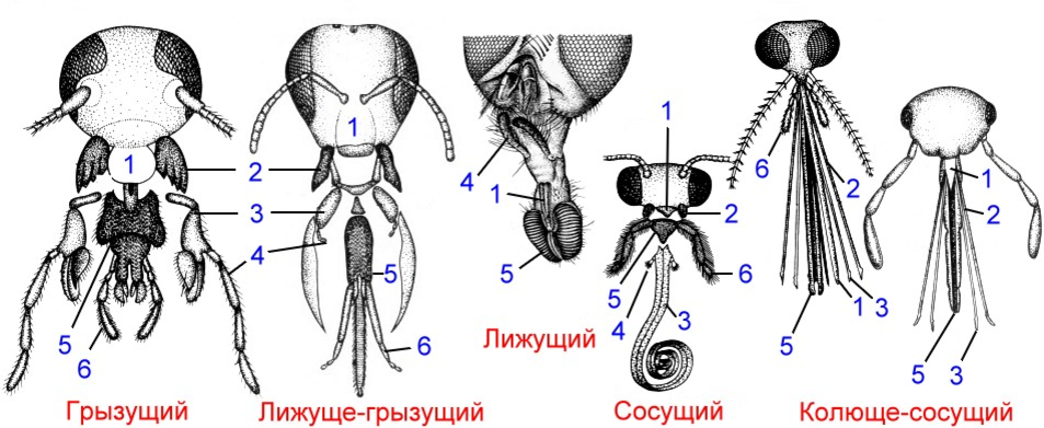 Какого насекомого тип ротового аппарата грызуще лижущий. Типы ротовых аппаратов членистоногих. типы ротовых аппаратов насекомых строение. строение ротового аппарата насекомых. строение ротового аппарата у клопов.