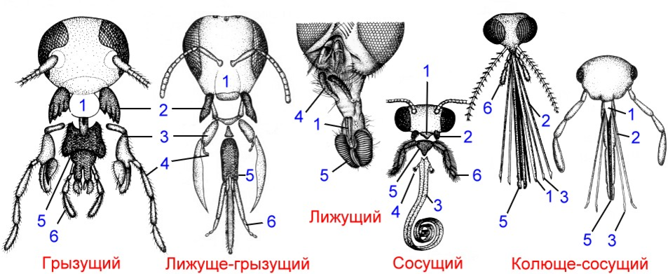 Ротовая полость насекомых