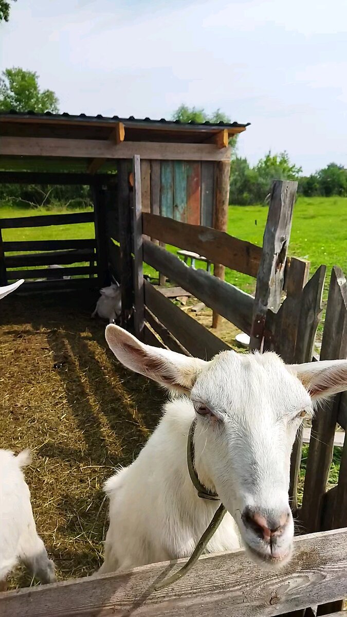 Наши козочки