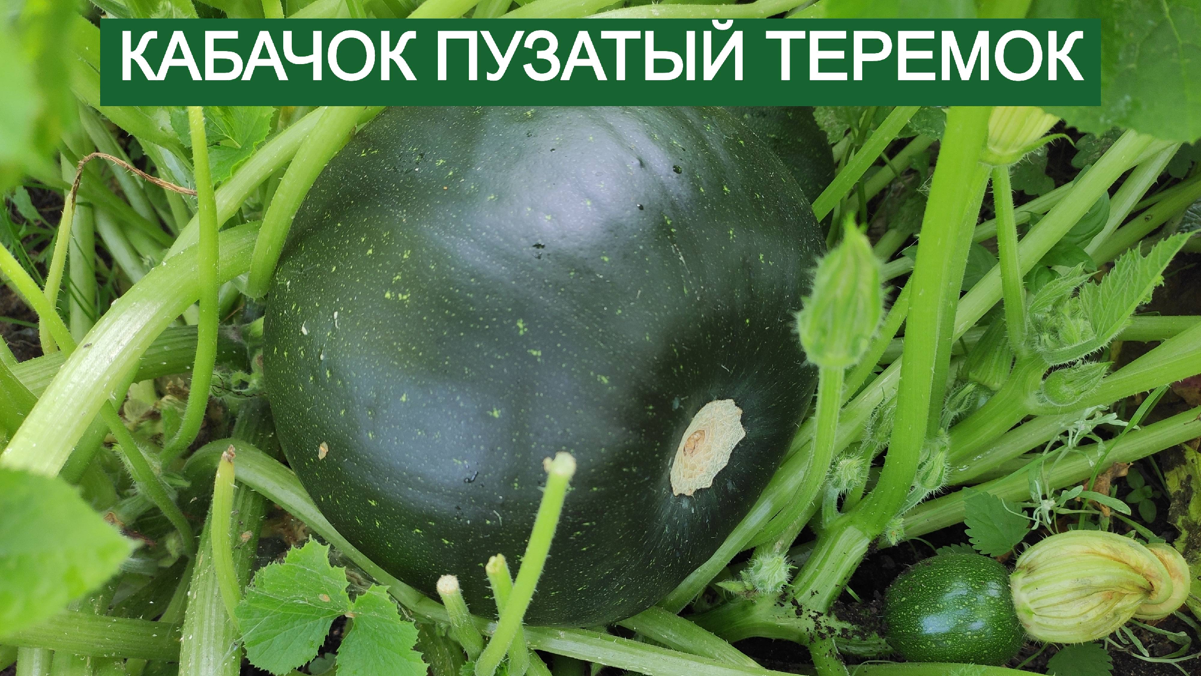 Пузатый кабачок отлежал себе бочок песня слушать