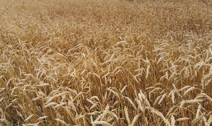    Биофунгицид с активным веществом из бурых водорослей расширил возможности борьбы с болезнями пшеницы и ячменя