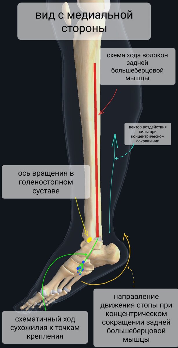 Задняя большеберцовая мышца голени. Сухожилия человека схема