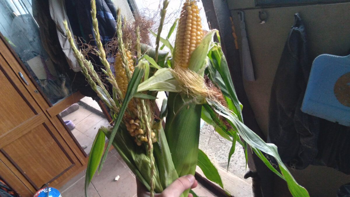 О, не огурцы