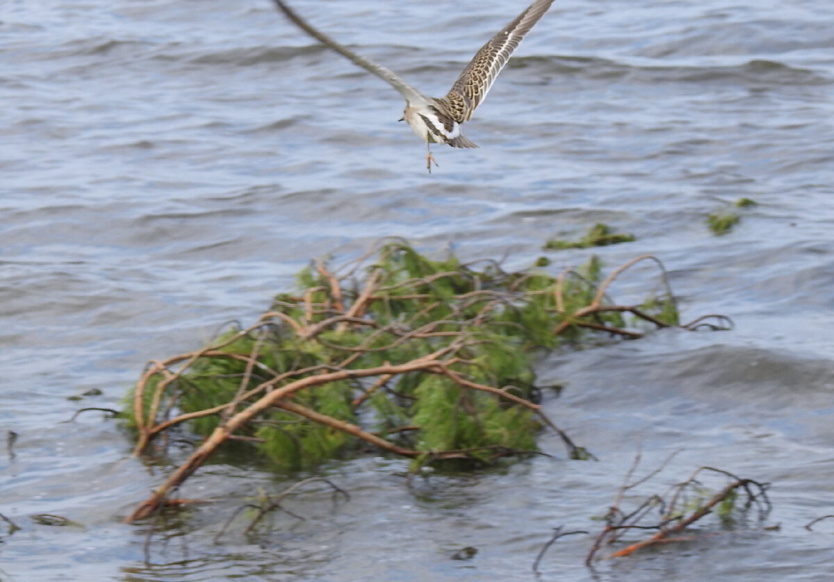 Турухтан взлетает, одна нога поджата