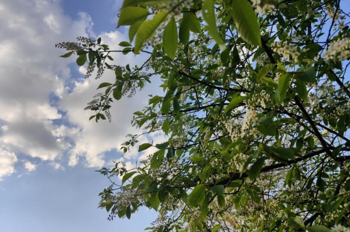    Во дворе домов на Черниговской появятся зеленые кабинеты