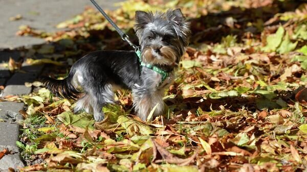    © Sputnik / Татьяна Федоренко