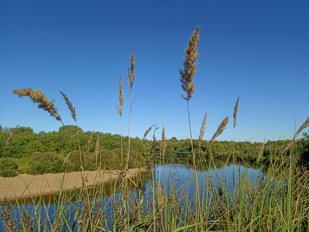 Осенняя трава на берегу Днепра