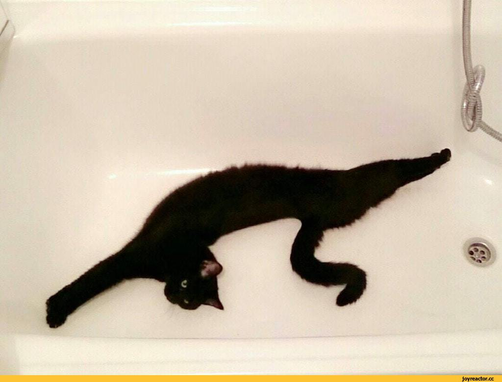 Кот потек. Жидкий кот. Кошка растянулась на диване. Жидкие кошки. Кот растекся мем.