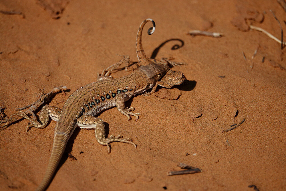 Агама пестрая круглоголовка. Навоз жук навозник ящерица круглоголовка песчаный варан. Круголововка вертихаостка. Навоз жук навозник ящерица круглоголовка песчаный варан. Ушастая круглоголовка питание.