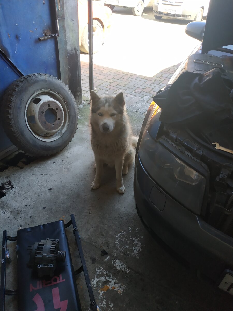 Как обычно делаю машину👨🏻‍🔧,поворачиваю голову , а тут он сидит. Целый день просидел рядом с боксом. Больше я его не видел😔 