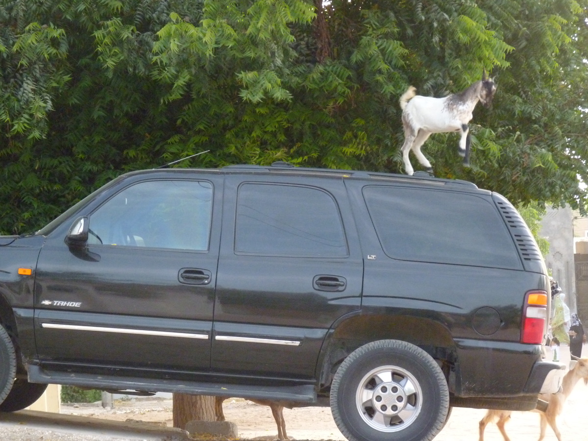 Стоит тебе поставить машину под тень дерева, как стадо коз набрасывается на неё как на удобную платформу, с которой можно добраться до вкусных листьев.