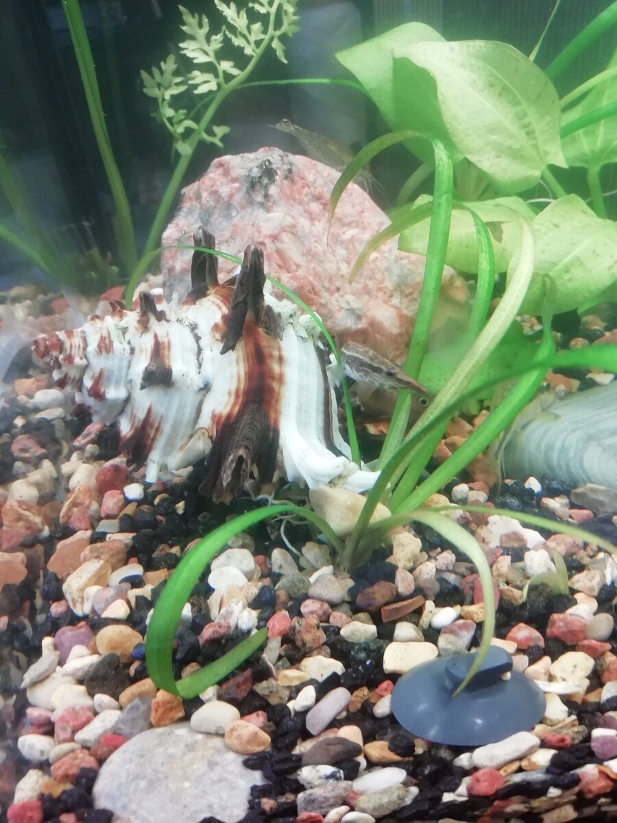 Вот разбудил животину зря, носился с сомом как ошпаренный, зато фотоотчет есть для вас. 