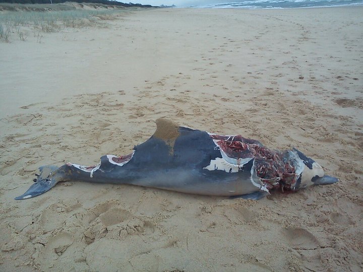 Второй случай встречи растерзаных дельфинов чёрного моря. Взбударажили снимки разорванного дельфина на побережье Анапы.  Учёные высказывают мнение что, тушки принесло через Босфоров пролив, однако течение и расстояние не сопутствует подобному маршруту падали. 